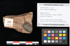 Foto (Objekt + Etikett) von Pinus praelarix Ettingshausen (NHMW-GEO-2024-0188-0313)